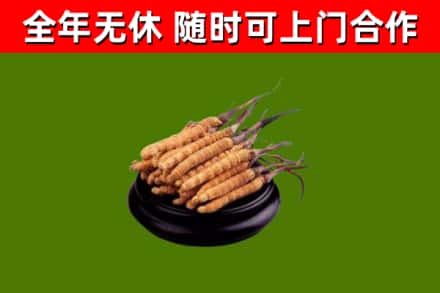赣州回收冬虫夏草