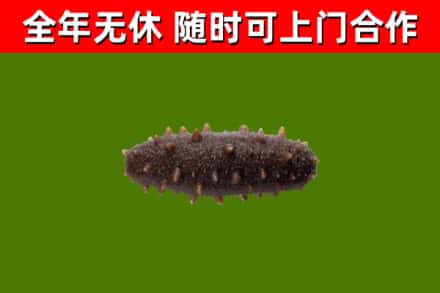 赣州回收海参干